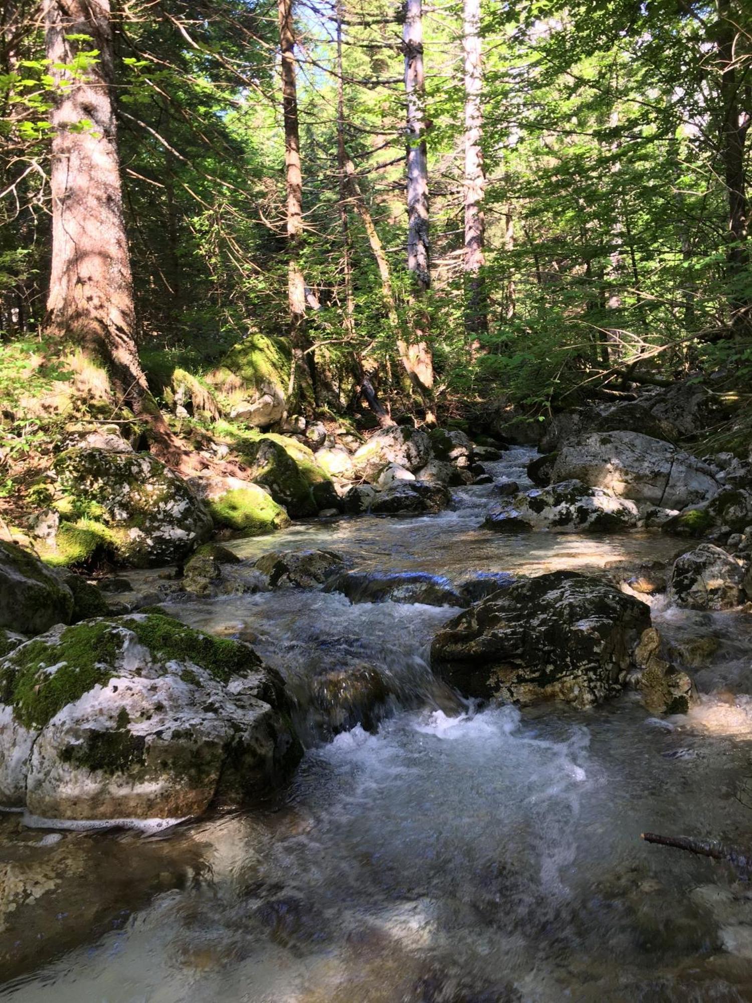 Cozy Private Cabin In The Heart Of Triglav National Park トレンタ エクステリア 写真